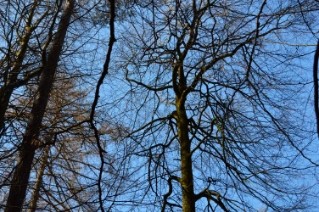 Foto Wald