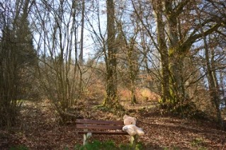 Foto Wald mit Bär