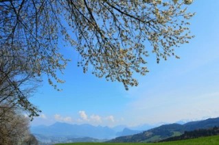 Foto Kirschbaum mit Stadt im Hintergrund