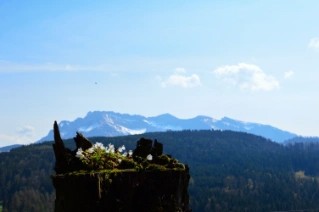 Foto Pilatus mit Blumen